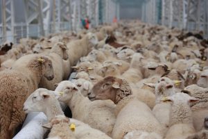 Las exportaciones de ovino y caprino se elevaron en valor un 20% y un 16% en 2024