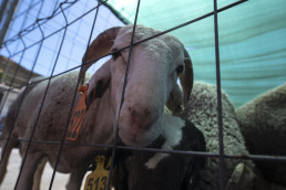 COAG celebra que Argelia autorice la entrada de ovino vivo español coincidiendo con la Fiesta del Sacrificio