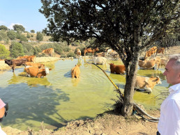 La Generalitat repartirá 80.000 euros en ayudas a la ganadería ecológica extensiva