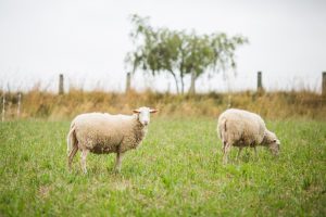 La Granja Modelo de Arkaute acoge este martes una jornada sobre cómo reducir la huella de carbono en rebaños de ovino