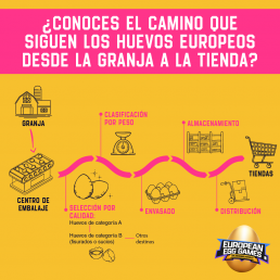 La trazabilidad del huevo europeo garantiza la seguridad desde la granja hasta el plato