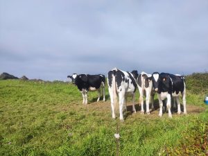 Cantabria convoca las ayudas de 'mínimis' para apoyar la producción lechera