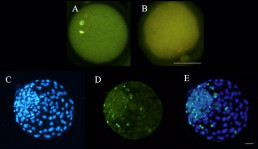 El calor afecta a la reproducción de ovejas, según una investigación de la Universidad de C-LM