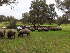 Comienzan las XXI Jornadas sobre Producción Animal con apoyo a la Ganadería de Precisión y récord de participantes