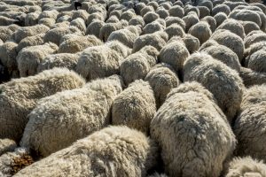 El Govern ha vacunado contra la lengua azul al 85% del censo de la cabaña ganadera y prevé finalizar en junio