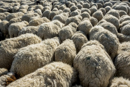 El Govern ha vacunado contra la lengua azul al 85% del censo de la cabaña ganadera y prevé finalizar en junio
