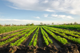 Luis Planas: El relevo generacional es la única garantía de futuro para el sector agrario y el medio rural