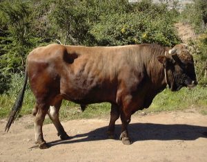 Canarias aprueba una declaración que reconoce el patrimonio genético de las razas autóctonas