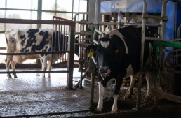 URA advierte del cierre de nueve ganaderías de leche por falta de recogida y pide soluciones a la Consejería