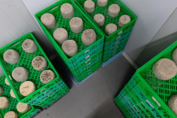 La Comunidad se alía con la Asociación de Ganaderos para reforzar el control de la producción láctea
