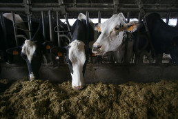 Agricultura destaca las importantes reducciones de amoniaco en la ganadería tras la puesta en marcha de Ecogan