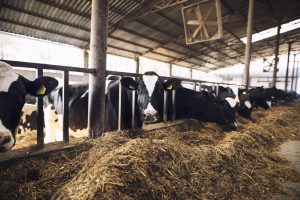 El Observatorio de la Cadena Alimentaria analiza las novedades en el debate europeo sobre la modificación de la Organización Común de Mercados