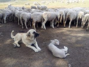 C-LM reparte 151.000 euros para que 47 propietarios adopten medidas para evitar ataques de lobo a su ganado doméstico