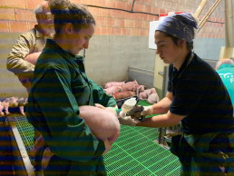 La EMA avala la primera vacuna del mundo frente a la disentería porcina desarrollada por Aquilón, spin-off de la ULE