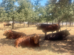 Junta impulsa la investigación para mejorar el sistema productivo y la calidad de la carne de vacuno de lidia