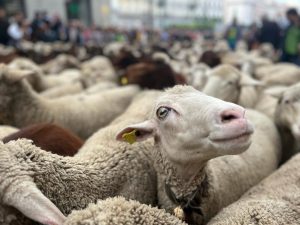 Cantabria detecta los primeros casos del serotipo 3 de lengua azul, con tres focos confirmados