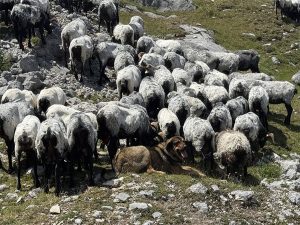 Cantabria implementa un proyecto piloto pionero para recoger y poner en valor la lana ovina sin salida comercial