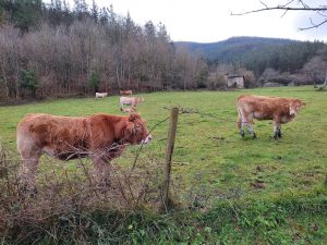 Bizkaia llama al sector ganadero a vacunación contra la lengua azul tras darse casos en Cantabria y País Vasco francés