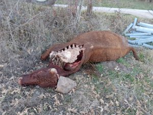 Cantabria convoca ayudas por casi 190.000 euros para prevenir los daños del lobo y el oso