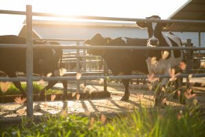 El Ministerio de Agricultura, Pesca y Alimentación eleva a 76,8 millones de euros las ayudas a los agricultores y ganaderos afectados por la dana