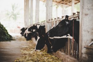 La Junta participará en el I Salón de la Agricultura y Ganadería 'Expo Agris' en Ifema del 6 al 8 de noviembre