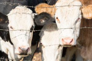 Abierto el plazo para solicitar las ayudas para conservación de especies protegidas en explotaciones agrarias