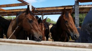 Luis Planas subraya el potencial del sector equino en el desarrollo económico y social del medio rural
