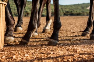 El Ministerio de Agricultura, Pesca y Alimentación realiza nuevos pagos por unos 5 millones de euros en ayudas extraordinarias para agricultores y ganaderos afectados por la dana