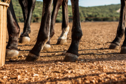 El Ministerio de Agricultura, Pesca y Alimentación realiza nuevos pagos por unos 5 millones de euros en ayudas extraordinarias para agricultores y ganaderos afectados por la dana