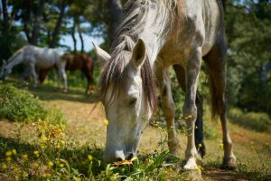 Santa Eulalia (Teruel) celebra su Feria del Caballo con varios eventos populares