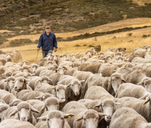 Las ovejas, aliadas frente a los incendios en la montaña leonesa
