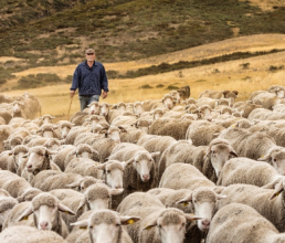 Las ovejas, aliadas frente a los incendios en la montaña leonesa