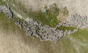 Un nuevo proyecto turístico pone en valor las rutas de trashumancia de las ovejas merinas