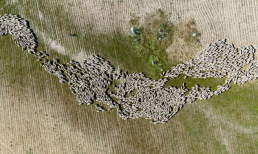 Un nuevo proyecto turístico pone en valor las rutas de trashumancia de las ovejas merinas