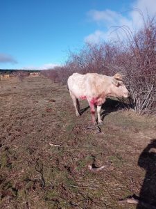 El plazo para solicitar ayudas para perros mastines que guarden el ganado en C-LM se abre este martes