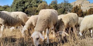 Agricultura refuerza la protección frente a la Lengua Azul con medidas especiales en ferias ganaderas