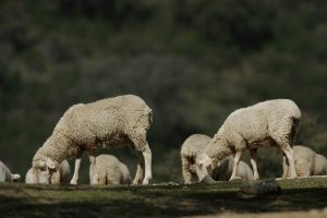  La provincia de Granada cerró agosto con focos de lengua azul confirmados en las comarcas de la Alpujarra y Alhama
