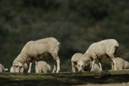  La provincia de Granada cerró agosto con focos de lengua azul confirmados en las comarcas de la Alpujarra y Alhama