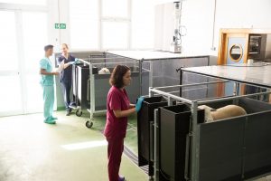 Añaden algas en la dieta de las vacas para reducir las emisiones de gases de efecto invernadero