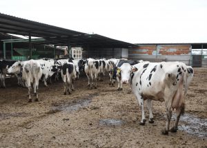 Torrelavega celebra el sábado el concurso de vacuno frisón y una feria de sabores de Cantabria