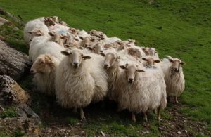 El Gobierno Vasco considera suficiente la capacidad de sacrificio para productos cárnicos que existe en Euskadi