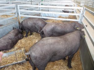 Los aranceles de China al porcino afectan a exportaciones extremeñas por valor de 1,4 millones al dejar fuera al jamón