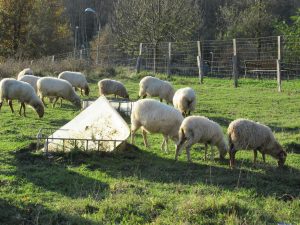 La Red de Alerta Veterinaria recomienda vacunar "lo antes posible" frente a la lengua azul, según Agricultura