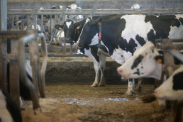 El Ministerio de Agricultura llama a vacunar contra la lengua azul: 