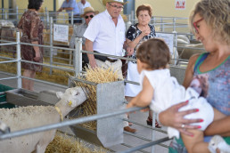 Suspendida la subasta nacional del ovino segureño en prevención de la afección por lengua azul