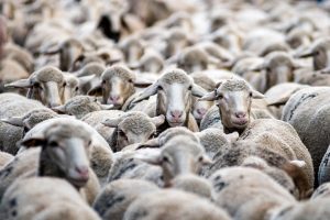 Extremadura concentra el 25,7% del censo ovino de España pero solo el 3,3% del sacrificio de canales, según La Unión