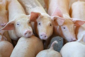China impone aranceles del 62,4% a las importaciones de porcino de la UE, aunque las españolas sufrirán un 20%
