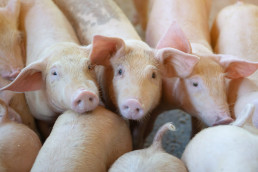 China impone aranceles del 62,4% a las importaciones de porcino de la UE, aunque las españolas sufrirán un 20%