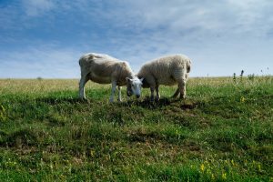 La UICN selecciona 'Pastoreo en Red', iniciativa de Redeia, como solución basada en la naturaleza en España