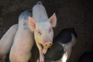 La FCAC alerta sobre el impacto de los aranceles de China a la carne porcina de la UE